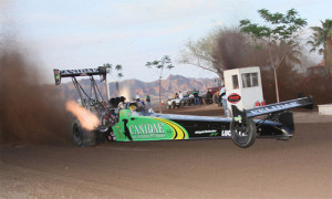 canidae-sand-drag_500